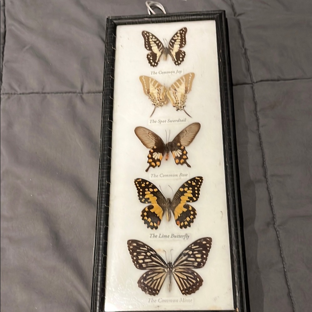 K.P.T. Black and White Box. Butterfly vintage